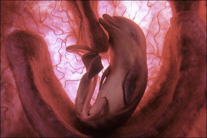 animals_in_utero_04