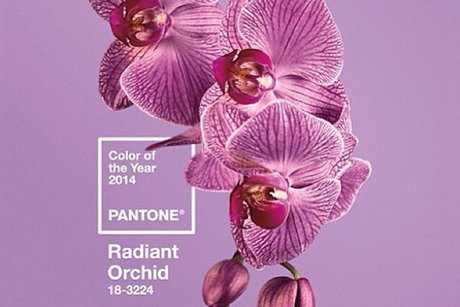 radiant-orchid_scalewidth_460